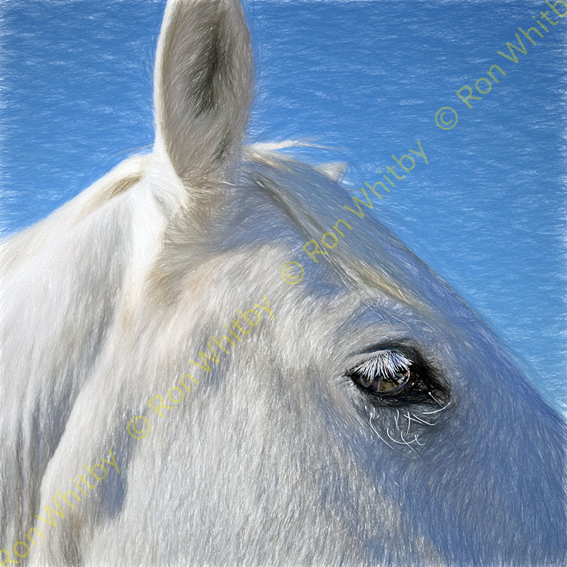 Camargue Horse #1