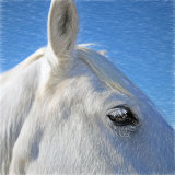 Camargue Horse no 1