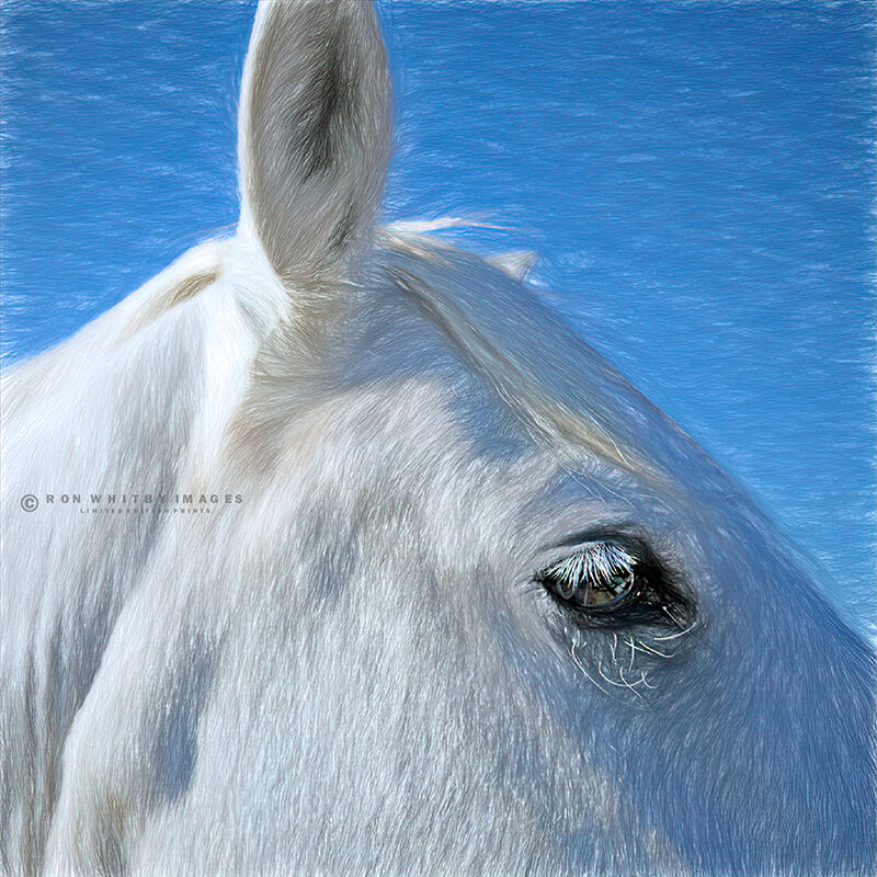 Camargue Horse no 1