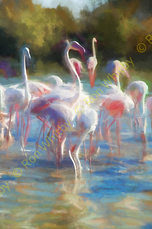 Flamingos Near Saintes Maries de la Mare