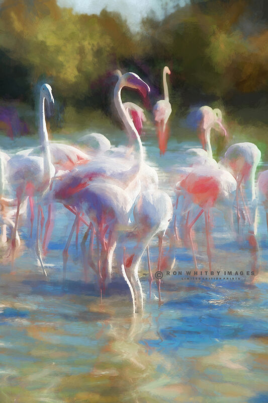 Flamingos Near Saintes Maries de la Mer