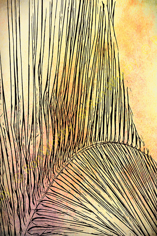 Palm Frond #1