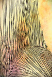 Palm Frond no 1