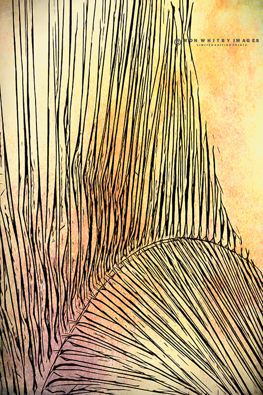 Palm Frond no 1