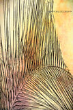Palm Frond no 1