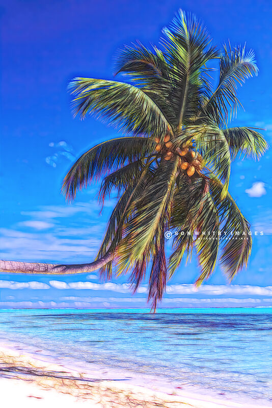 Maldives Palm Tree no 2