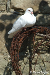 Dove On Barbed Wire