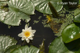 Lotus Flower In Pond