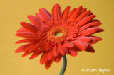 Gerbera Flower