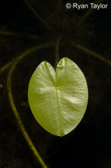 Heart Shaped Lily Pad