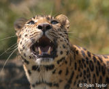Amur Leopard Roaring