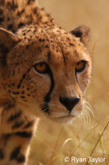 Cheetah Stalking In Long Grass