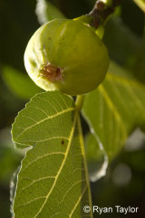Fig On Tree