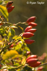 Rosehips