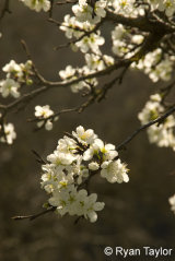 Plum Blossom
