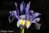 Iris On Black Background
