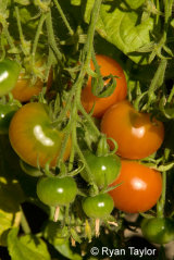 Tomatoes On The Vine
