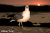 Seagull At Sunset