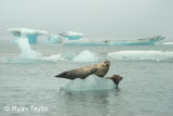 Seal On Iceberg