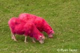Pink Sheep!