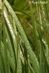Rain On Reeds