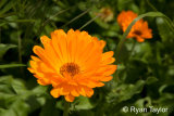Marigold In Garden