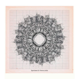 Anatomical digital drawing of uterus side specimen by Sally Butcher Fine Art