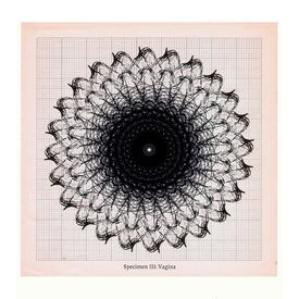 Anatomical digital drawing of vagina specimen by Sally Butcher Fine Art