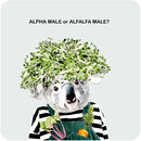 COA039 ... Alpha Male or Alfalfa Male?