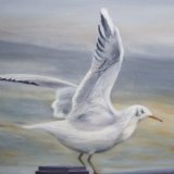 Seagull, Cleethorpes