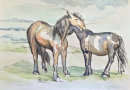 Exmoor Ponies