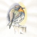 Robin