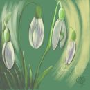 Snowdrops