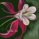 Aquilegia