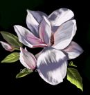 Dark Magnolia