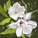Pale Magnolia