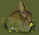 Baby Bunny