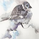 Snowbunting