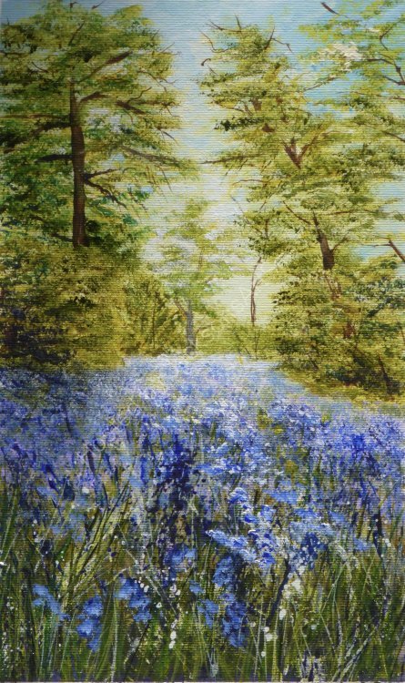Bluebell glade