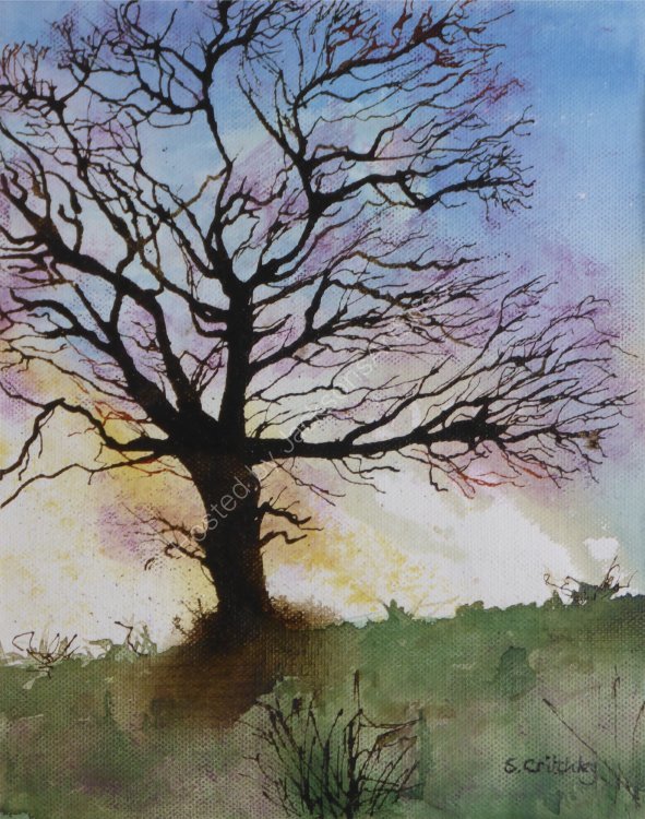 The Majestic Oak