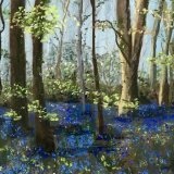 Bluebell time at Godolphin, Cornwall