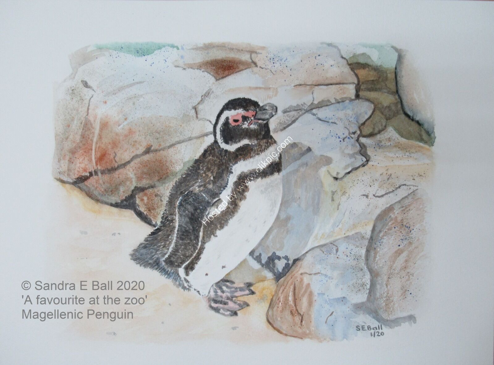 'A favourite at the zoo' Magellenic Penguin