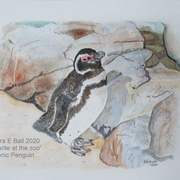 'A favourite at the zoo' Magellenic Penguin