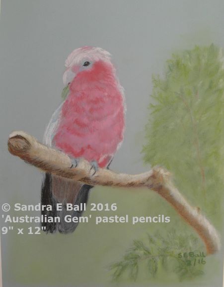 'Australian Gem' Galah Roseate Cockatoo Galah Roseate Cockatoo