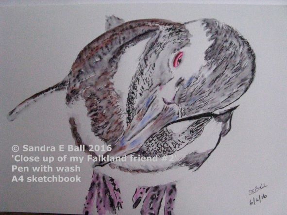 Magellenic Penguin in Pen and Wash