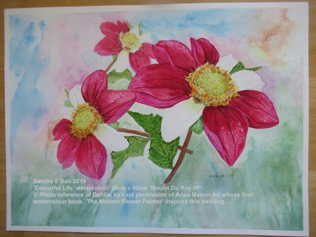 'Colourful Life' Dahlias