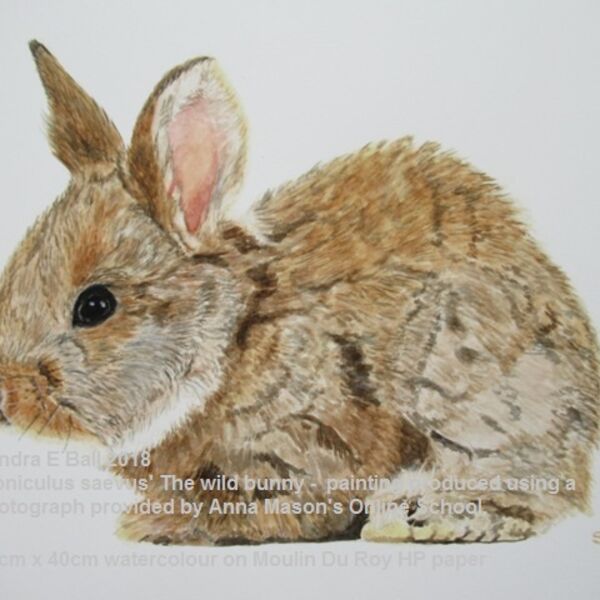 'Wild Bunny' Coniculus Saevus - 'Wild Bunny'