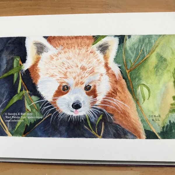'Red Panda Cub'