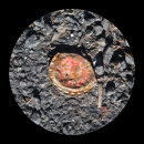 45 Round Things No.17