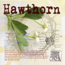 Hawthorn